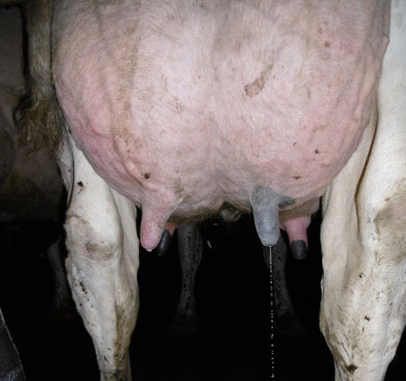 Euter_milch Euter_milch