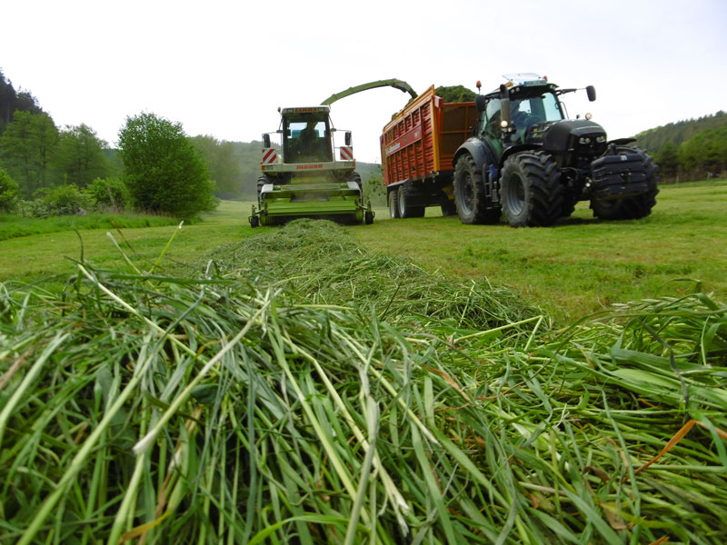 Grass Grass